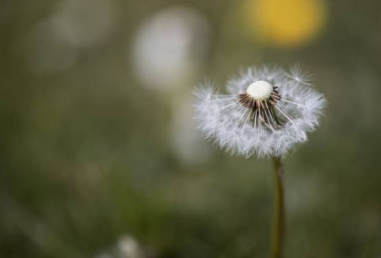 Gratis kinderdekking uitvaartverzekering